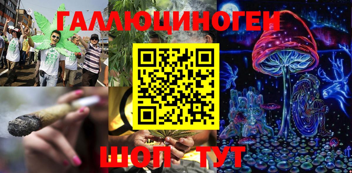 Галлюциногенные грибы Psilocybine cubensis Северск